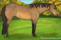Horse Color:Buckskin 