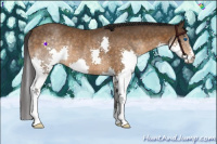 Horse Color:Buckskin Splash Rabicano