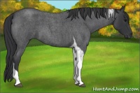 Horse Color:Blue Roan Tobiano 