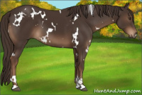 Horse Color:White Spotted Liver Chestnut Sabino 