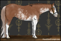 Horse Color:Chestnut Sabino Splash