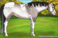 Horse Color:Gray Platinum Amber Champagne Onyx Sabino Splash Tobiano Rabicano 
