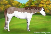 Horse Color:Red Roan Splash