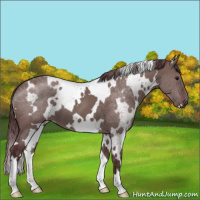 Horse Color:White Spotted Chocolate Grullo 