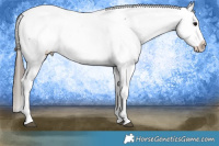 Horse Color:Blue Roan Tobiano Appaloosa