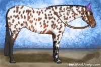 Horse Color:Bay Roan Appaloosa 