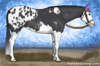 Horse Color:Blue Roan Splash Appaloosa 