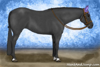 Horse Color:Blue Roan 