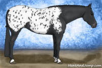 Horse Color:Black Appaloosa 