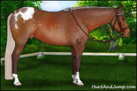 Horse Color:Chocolate Silver Buckskin Appaloosa