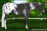 Horse Color:White Spotted Silver Smoky Black Chinchilla Appaloosa
