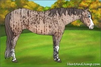 Horse Color:Bay Sabino Splash Varnish and Amber Champagne Sabino Splash Varnish