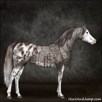 Horse Color:Liver Chestnut Sabino Splash Appaloosa and Liver Chestnut Sabino Splash Appaloosa