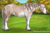 Horse Color:Brown Sabino Splash Appaloosa  and Brown Pearl Sabino Splash Appaloosa 