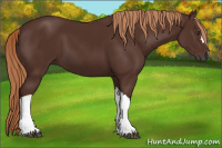 Horse Color:Gray Chestnut 