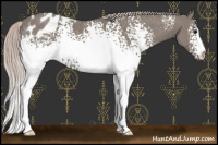Horse Color:White Spotted Silver Grullo Blanket