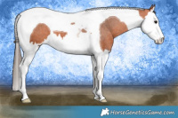 Horse Color:Bay Splash Tobiano Appaloosa 