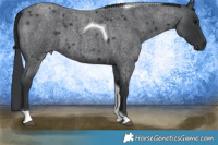 Horse Color:Blue Roan Tobiano