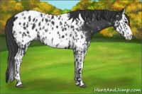 Horse Color:Black Sabino Splash Appaloosa and Black Sabino Splash Appaloosa