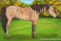 Horse Color:Bay  and Amber Champagne 