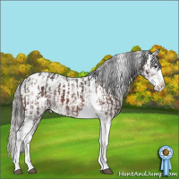 Horse Color:Brown Sabino Splash Appaloosa  and Silver Brown Sabino Splash Appaloosa 