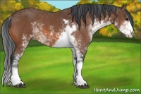 Horse Color:Bay Sabino