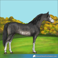 Horse Color:Platinum White Spotted Brown and Platinum White Spotted Black