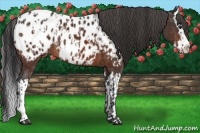 Horse Color:Brown Sabino Splash Near Leopard  and Brown Sabino Splash Near Leopard 