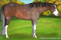 Horse Color:Brown Splash 