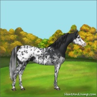 Horse Color:Black Sabino Splash Appaloosa  and Black Sabino Splash Appaloosa 