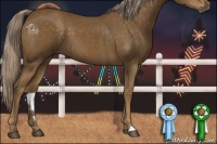 Horse Color:Chocolate Palomino