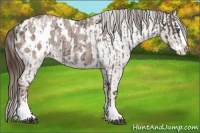 Horse Color:Liver Red Roan Sabino Splash Appaloosa  and Liver Red Dun Roan Sabino Splash Appaloosa 