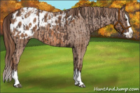 Horse Color:Liver Chestnut Sabino Splash Appaloosa  and Chestnut Sabino Splash Appaloosa