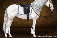 Horse Color:Gold Champagne Roan Dun Splash Tobiano Frame Appaloosa Rabicano 