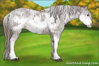 Horse Color:Liver Chestnut Sabino Splash Appaloosa and Liver Chestnut Sabino Splash Frame Appaloosa