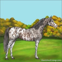 Horse Color:Bay Sabino Splash Appaloosa  and Bay Dun Sabino Splash Appaloosa 