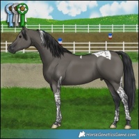 Horse Color:Grullo Tobiano 