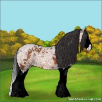 Horse Color:Bay Ice Splash 