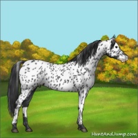 Horse Color:Black Appaloosa 