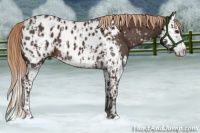 Horse Color:Liver Chestnut Sabino Splash Appaloosa and Liver Chestnut Sabino Splash Appaloosa
