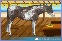 Horse Color:Liver Chestnut Sabino Splash Tobiano and Liver Chestnut Sabino Splash Tobiano