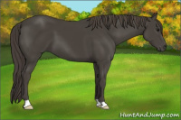 Horse Color:Smoky Black 