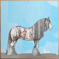 Horse Color:Brown Sabino Splash Appaloosa  and Sable Champagne Sabino Splash Appaloosa 