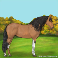 Horse Color:Bay Roan Tobiano 