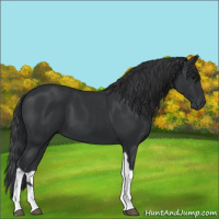 Horse Color:Black Tobiano 