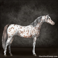 Horse Color:Bay Appaloosa and Bay Dun Appaloosa