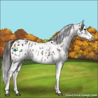 Horse Color:Bay Sabino Splash Appaloosa  and Bay Sabino Splash Frame Appaloosa 