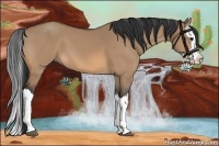 Horse Color:Bay Dun Splash