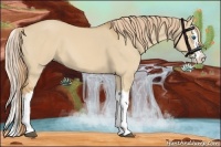 Horse Color:Red Dun Splash 