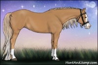Horse Color:Chestnut Splash